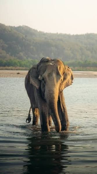 Chitwan sal forest trails