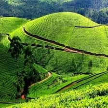 Ilam rolling tea hills