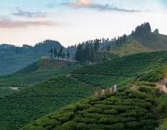Ilam tea garden hills