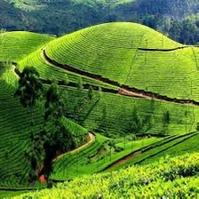 Ilam rolling tea hills