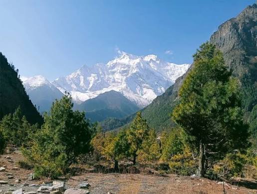 Pine forests below Annapurna peaks