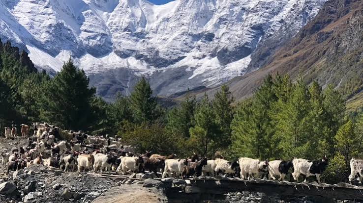 Yak caravan crossing Manang trails